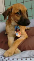 Simba