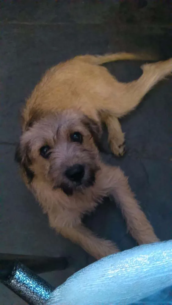 Cachorro raça 000000 idade 7 a 11 meses nome Chorão