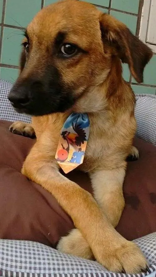 Cachorro ra a SRD idade 2 a 6 meses nome Simba