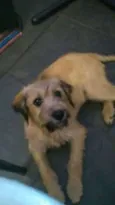 Chorão