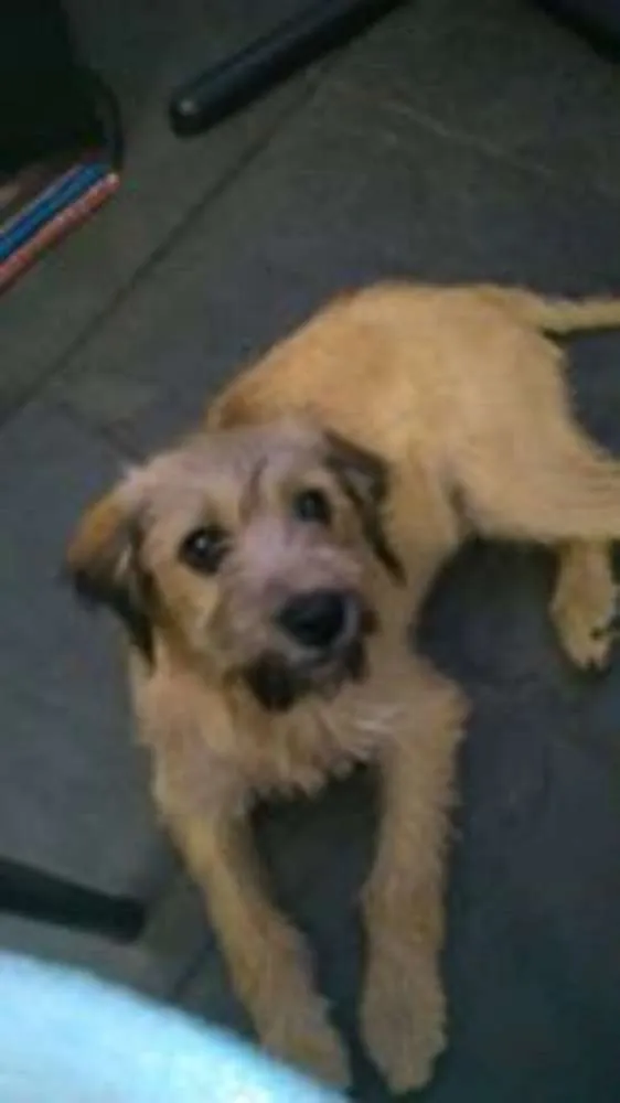 Cachorro raça 000000 idade 7 a 11 meses nome Chorão