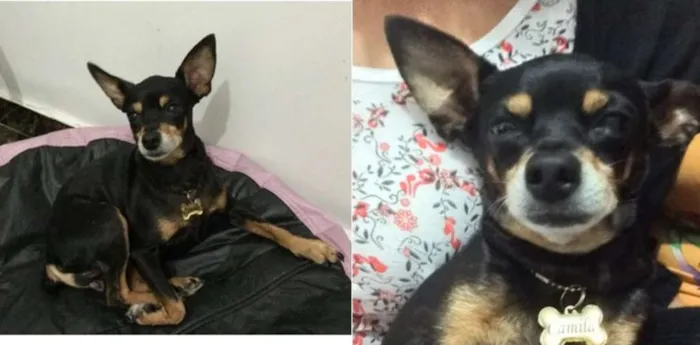 Cachorro ra a Pinscher idade 6 ou mais anos nome Camila GRATIFICA