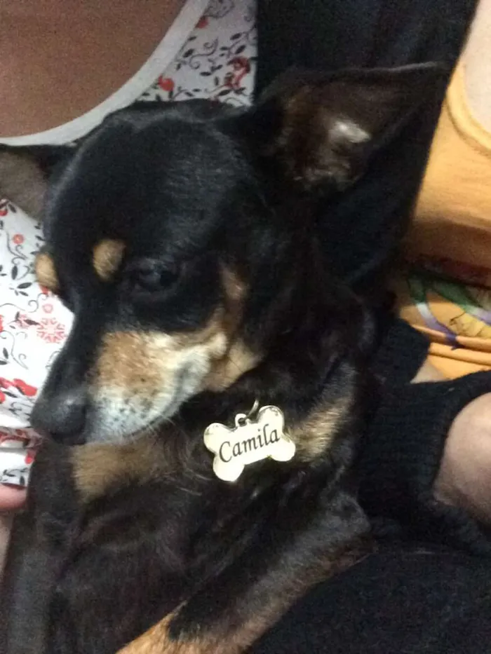 Cachorro ra a Pinscher idade 6 ou mais anos nome Camila GRATIFICA