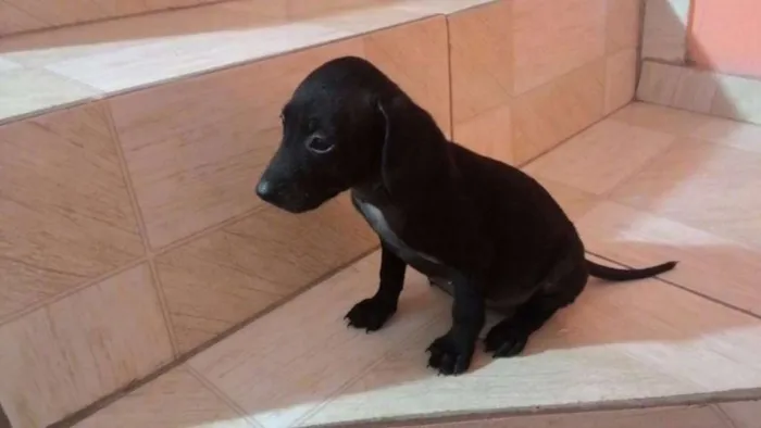Cachorro ra a SRD idade 2 a 6 meses nome Luna
