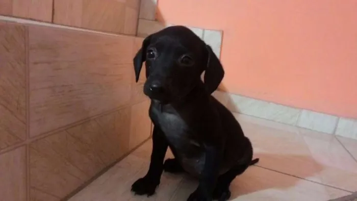 Cachorro ra a SRD idade 2 a 6 meses nome Luna