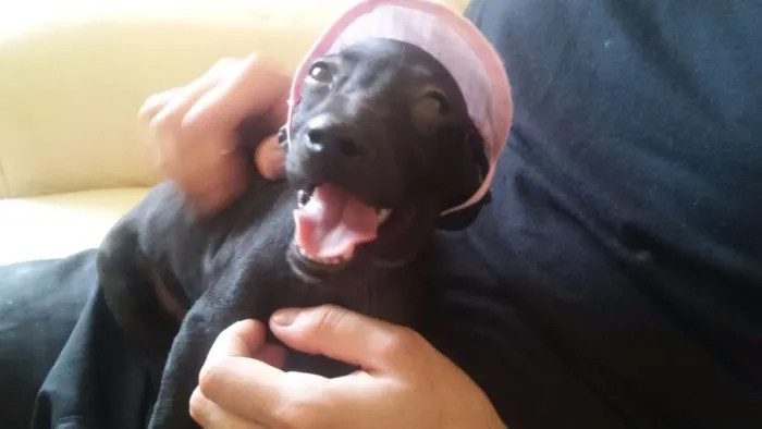 Cachorro ra a SRD idade 2 a 6 meses nome Luna