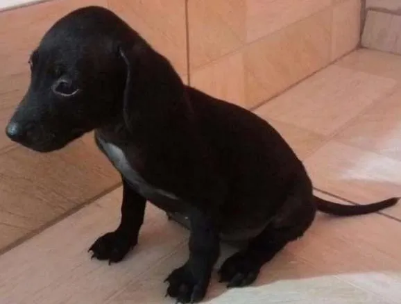Cachorro ra a SRD idade 2 a 6 meses nome Luna