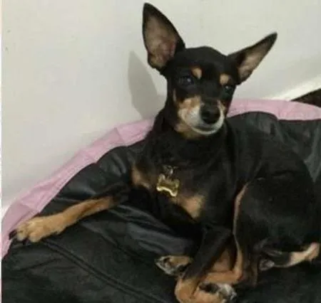 Cachorro ra a Pinscher idade 6 ou mais anos nome Camila GRATIFICA
