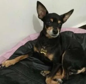 Cachorro raça Pinscher idade 6 ou mais anos nome Camila GRATIFICA