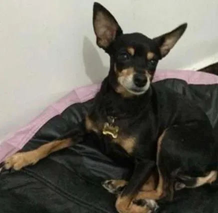 Cachorro ra a Pinscher idade 6 ou mais anos nome Camila GRATIFICA