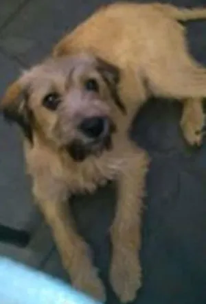 Cachorro raça 000000 idade 7 a 11 meses nome Chorão
