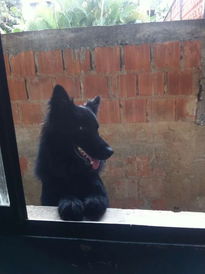 Cachorro ra a Pastor Belga idade 2 anos nome Thor