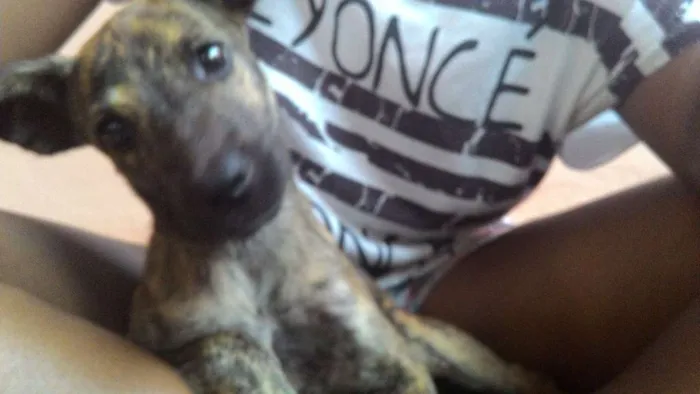 Cachorro raça Indefinida idade 2 a 6 meses nome Flora