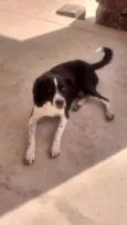 Gui