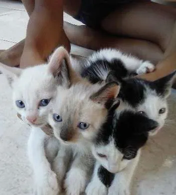 Gato ra a mistiça  idade Abaixo de 2 meses nome branquinha