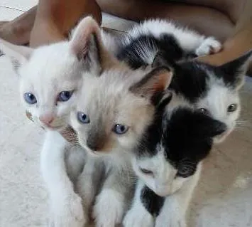 Gato ra a mistiça  idade Abaixo de 2 meses nome branquinha