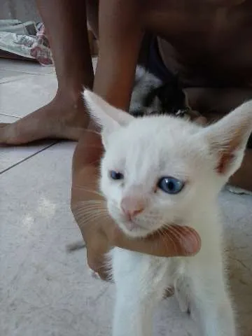 Gato ra a mistiça  idade Abaixo de 2 meses nome branquinha