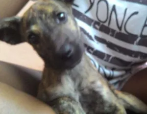 Cachorro raça Indefinida idade 2 a 6 meses nome Flora