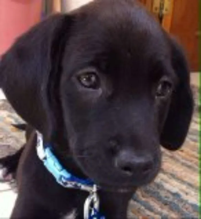 Cachorro raça Vira Lata idade 2 a 6 meses nome Toia