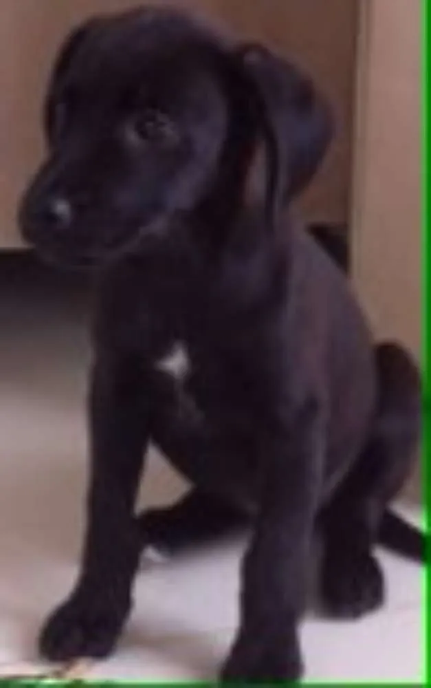 Cachorro raça Vira Lata idade 2 a 6 meses nome Toia
