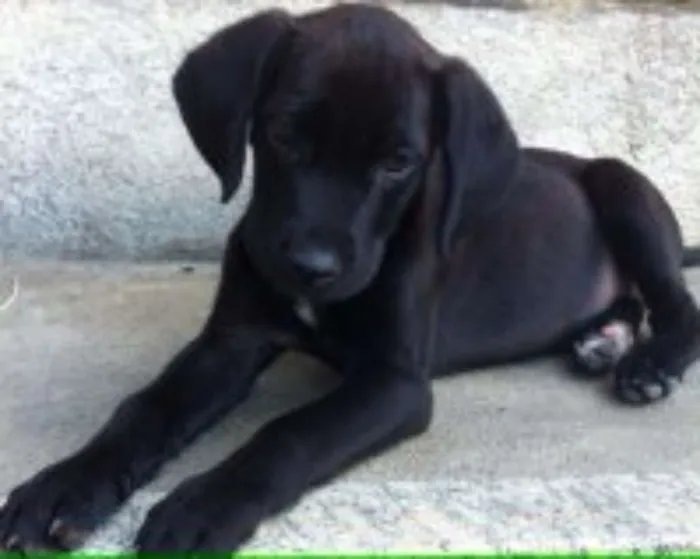 Cachorro raça Vira Lata idade 2 a 6 meses nome Toia