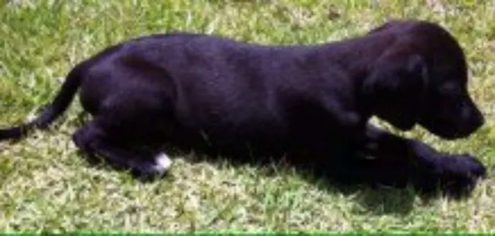 Cachorro raça Vira Lata idade 2 a 6 meses nome Toia
