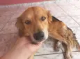 Maylon