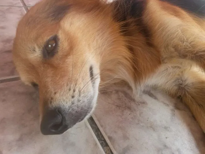 Cachorro raça SRD idade 5 anos nome Maylon