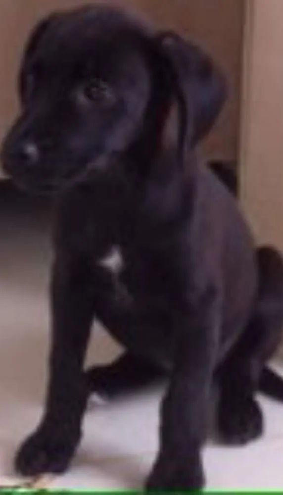 Cachorro raça Vira Lata idade 2 a 6 meses nome Toia