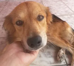 Cachorro raça SRD idade 5 anos nome Maylon