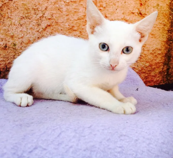 Gato ra a SRD idade 2 a 6 meses nome Bianca