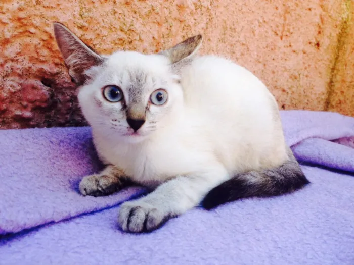 Gato ra a Siamês idade 2 a 6 meses nome Livia