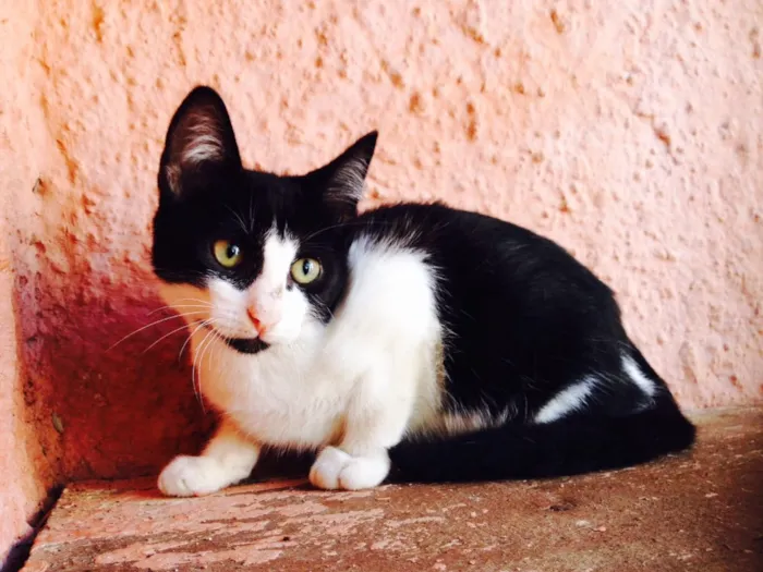 Gato ra a SRD idade 2 a 6 meses nome Lillo