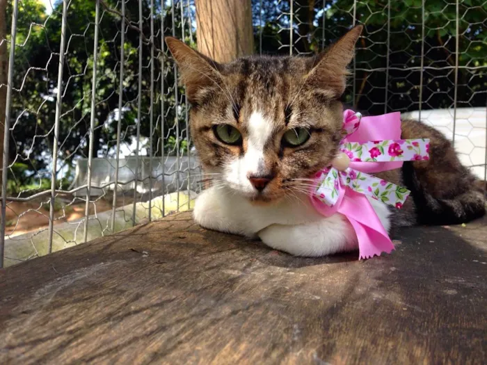 Gato ra a SRD idade 2 a 6 meses nome Pippa