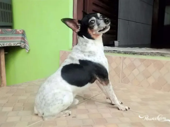 Cachorro raça Fox Paulistinha idade 6 ou mais anos nome Scooby