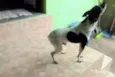 Scooby
