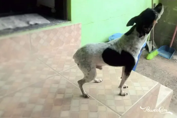 Cachorro raça Fox Paulistinha idade 6 ou mais anos nome Scooby