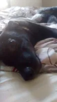 Loki