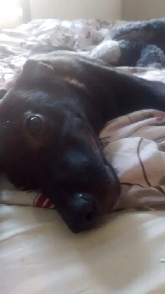Cachorro ra a Vira lata idade 7 a 11 meses nome Loki