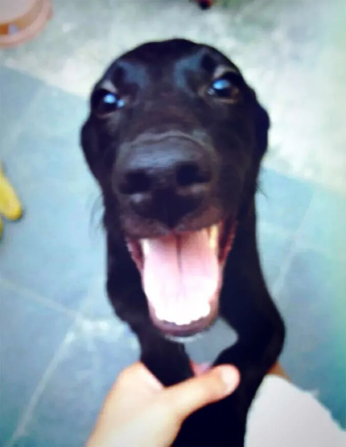 Cachorro ra a Vira lata idade 7 a 11 meses nome Loki