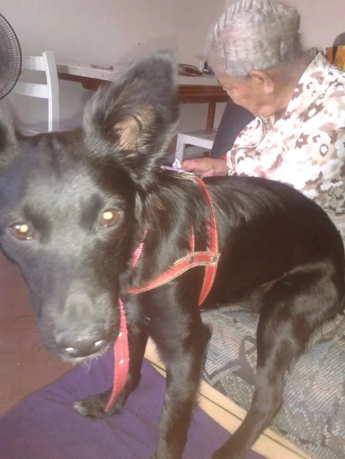 Cachorro ra a SRD idade 1 ano nome Bella