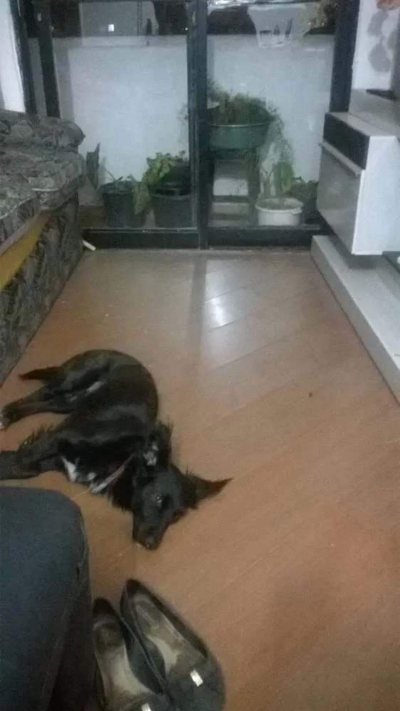 Cachorro ra a SRD idade 1 ano nome Bella