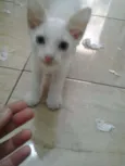 Príncipe 