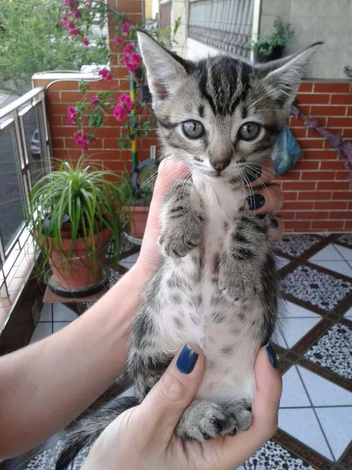 Gato ra a Gatinhos idade Abaixo de 2 meses nome Gatinhos