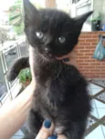 Gatinhos