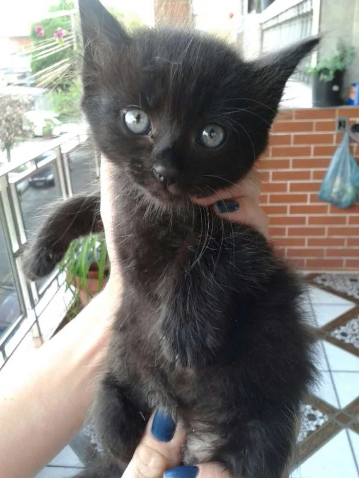 Gato ra a Gatinhos idade Abaixo de 2 meses nome Gatinhos