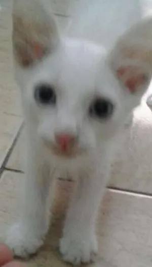 Gato raça  idade 2 a 6 meses nome Príncipe 