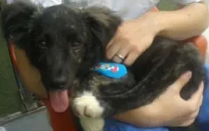 Cachorro raça SRD idade 2 a 6 meses nome Panda