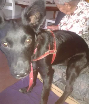 Cachorro raça SRD idade 1 ano nome Bella