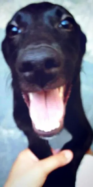 Cachorro raça Vira lata idade 7 a 11 meses nome Loki